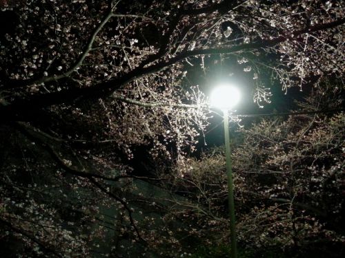 お花見✨　 * 日本酒 鍋島　Blossoms Moon 純米吟醸