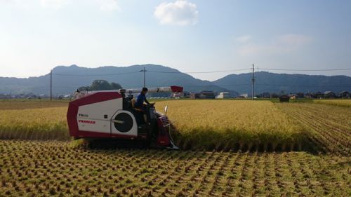 酒米「山田錦」の稲刈り