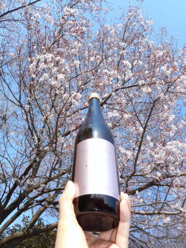 ◤鍋島 - 純米吟醸 彗星50 Blossoms Moon 28BY ── dಠಠb「少なくともこの酒に付いてるサクラの花は三分咲き」