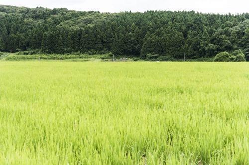 地元のお米で造った日本酒を飲むほど、酒米の栽培量が増え、耕作放棄地が減る。持続可能な酒造り。
