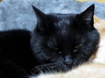 2にゃんの頃♪【クロさん＆コルッチ編】＿黒猫な日常：クロネコ「黒龍」