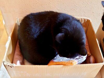 猫を幸せにするおもちゃ♪【…のはずが 編】＿黒猫な日常：クロネコ「黒龍」